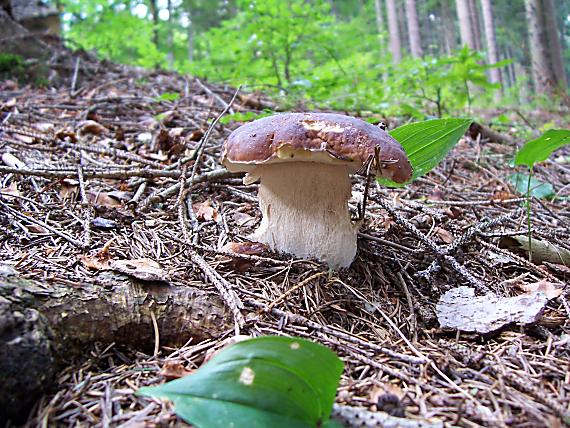 hríb smrekový Boletus edulis Bull.