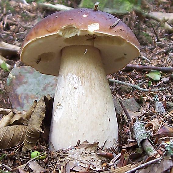 hríb smrekový Boletus edulis Bull.