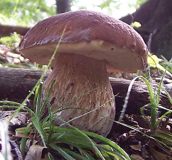 hríb sosnový Boletus pinophilus Pil. et Dermek in Pil.