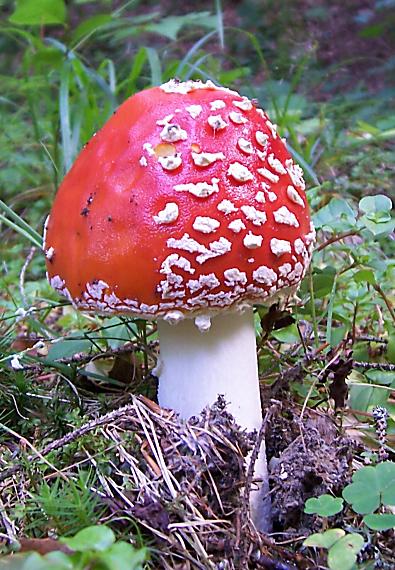 muchotrávka červená Amanita muscaria (L.) Lam.