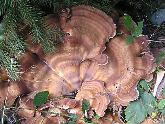 vejárovec obrovský Meripilus giganteus (Pers.) P. Karst.