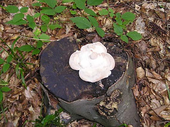 trúdnikovec hrbatý Trametes gibbosa (Pers.) Fr.