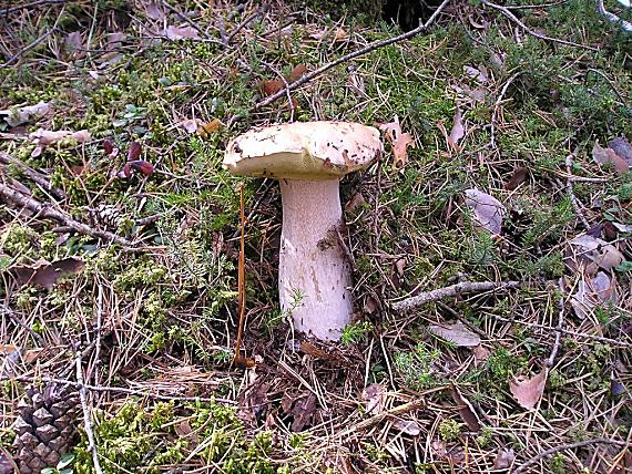 hríb Boletus sp.