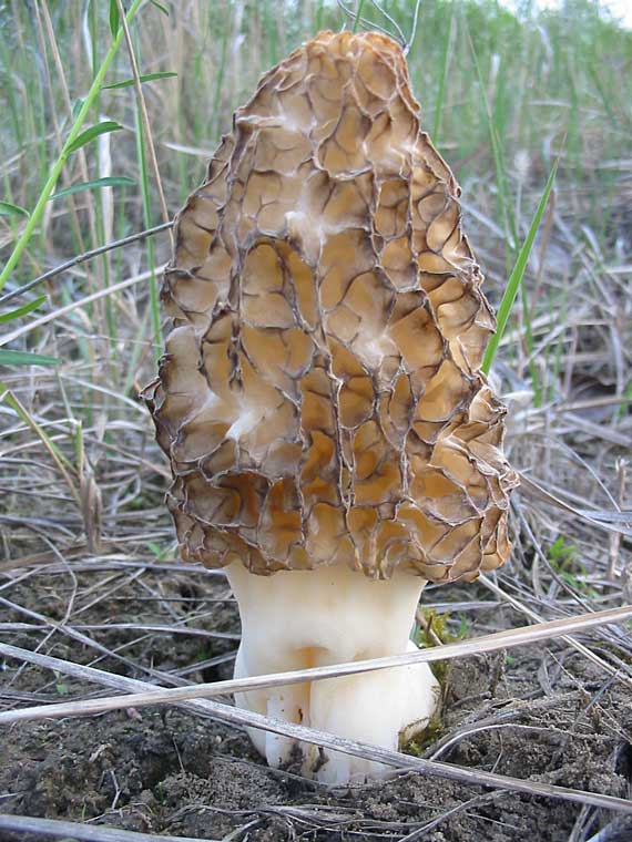 smrčok jedlý Morchella esculenta (L.) Pers.