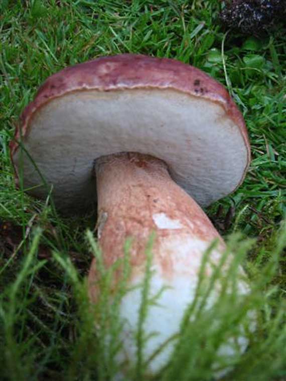 hríb sosnový Boletus pinophilus Pil. et Dermek in Pil.