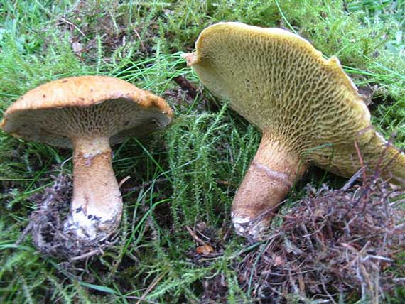 hríbovec dutohlúbikový Suillus cavipes (Opat.) A.H. Sm. & Thiers