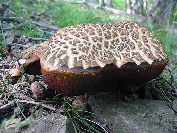 hríb zrnitohlúbikový Sutorius luridiformis (Rostk.) G. Wu & Zhu L. Yang