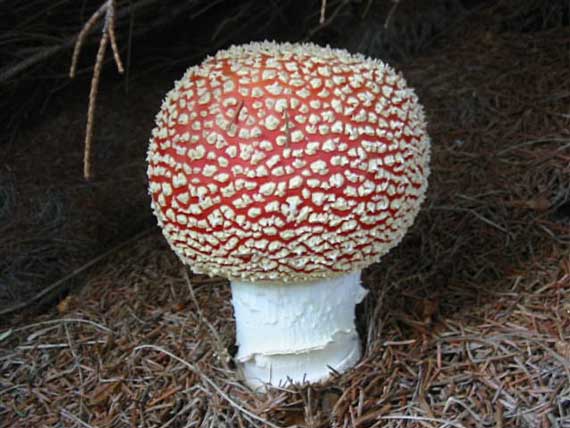 muchotrávka červená Amanita muscaria (L.) Lam.