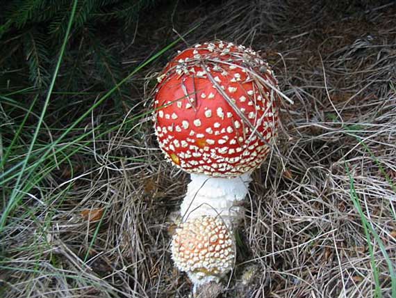 muchotrávka červená Amanita muscaria (L.) Lam.