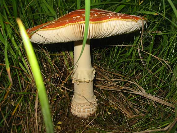 muchotrávka červená Amanita muscaria (L.) Lam.