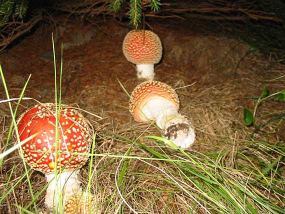 muchotrávka červená Amanita muscaria (L.) Lam.