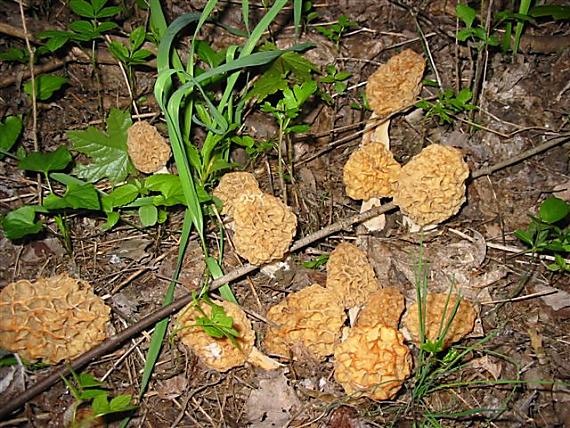 smrčok jedlý Morchella esculenta (L.) Pers.