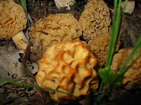 smrčok jedlý Morchella esculenta (L.) Pers.