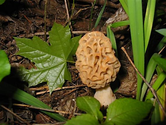 smrčok jedlý Morchella esculenta (L.) Pers.