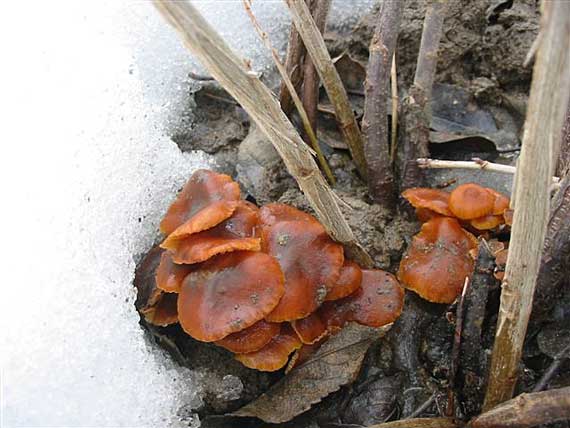 plamienka zimná Flammulina velutipes (Curtis) Singer