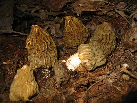 smrčkovec český Verpa bohemica (Krombh.) J. Schröt.