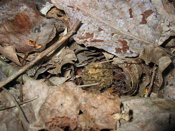 smrčkovec český Verpa bohemica (Krombh.) J. Schröt.