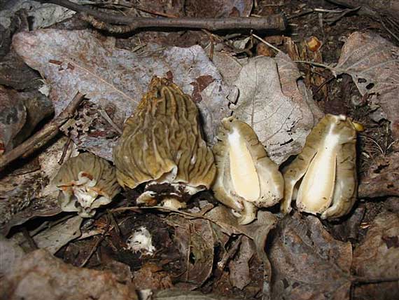 smrčkovec český Verpa bohemica (Krombh.) J. Schröt.