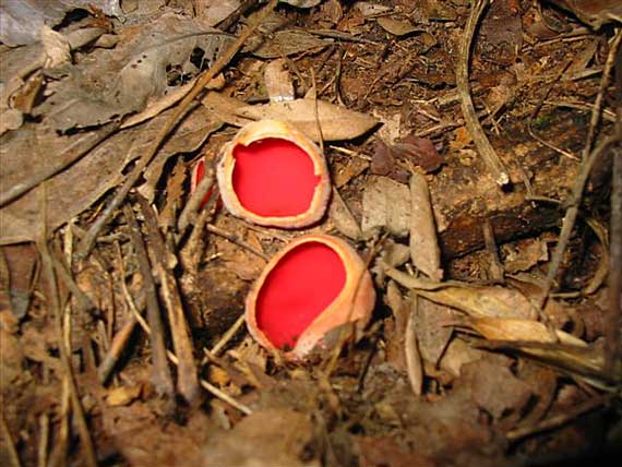 ohnivec šarlátový Sarcoscypha coccinea (Gray) Boud.