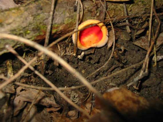 ohnivec šarlátový Sarcoscypha coccinea (Gray) Boud.