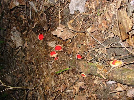 ohnivec šarlátový Sarcoscypha coccinea (Gray) Boud.