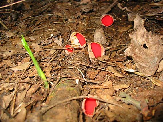 ohnivec šarlátový Sarcoscypha coccinea (Gray) Boud.