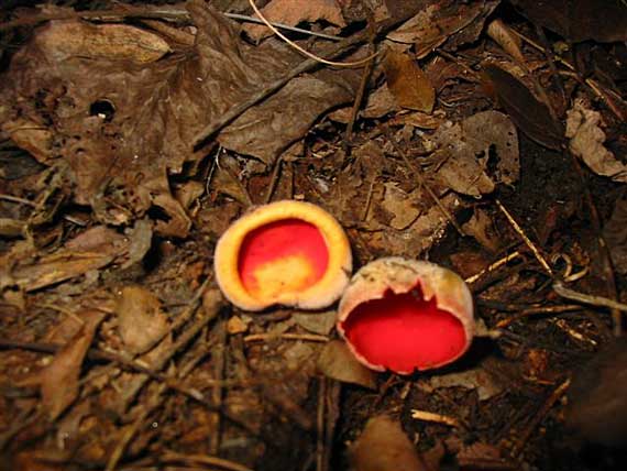 ohnivec šarlátový Sarcoscypha coccinea (Gray) Boud.