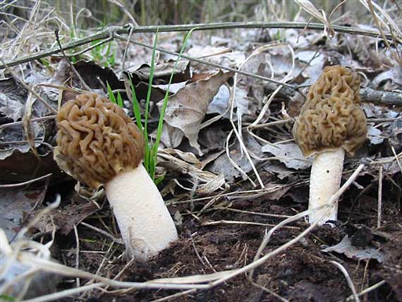 smrčkovec český Verpa bohemica (Krombh.) J. Schröt.