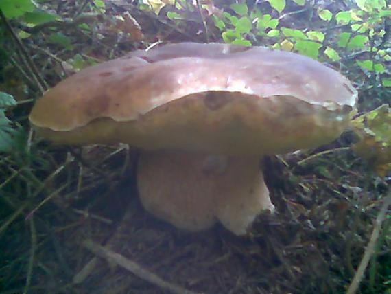 hríb smrekový Boletus edulis Bull.