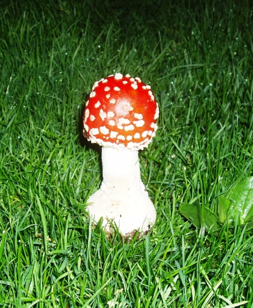 muchotrávka Amanita muscaria (L.) Lam.