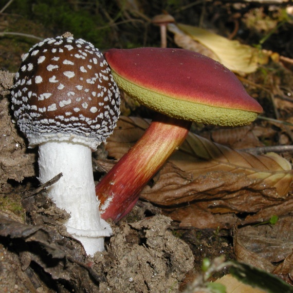 muchotrávka tigrovaná a Suchohríb karmínový Amanita pantherina a Xerocomus rubellus