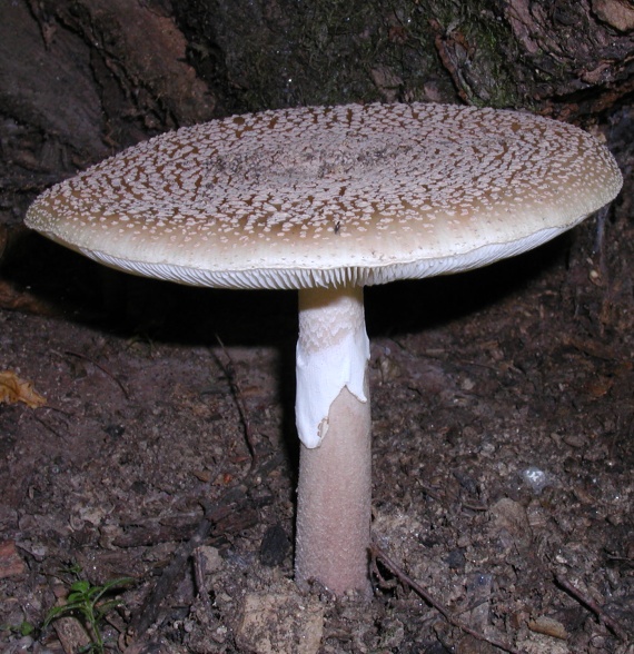 muchotrávka tigrovaná Amanita pantherina (DC.) Krombh.