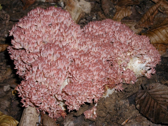 strapačka koralovitá Ramaria botrytis (Pers.) Ricken