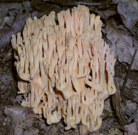 strapačka úhľadná Ramaria formosa (Pers.) Quél.