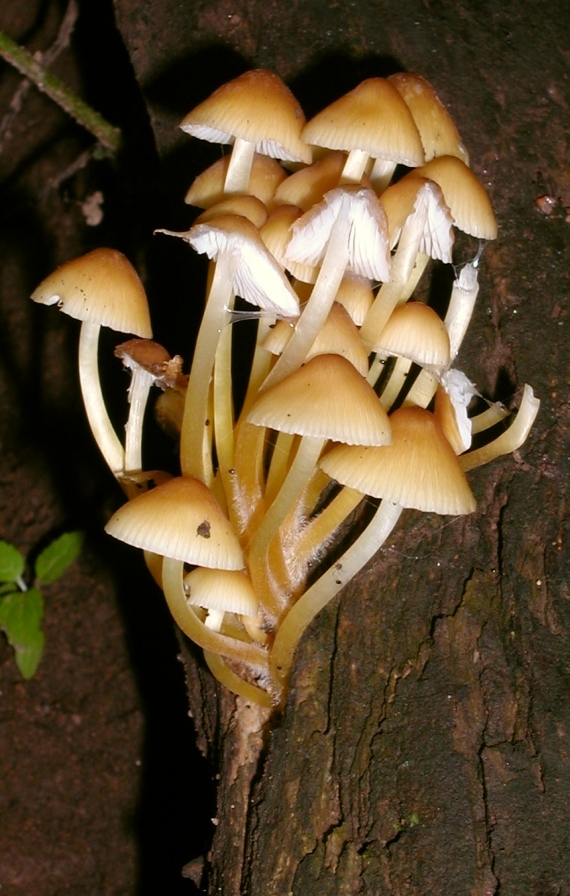 prilbička Mycena sp.