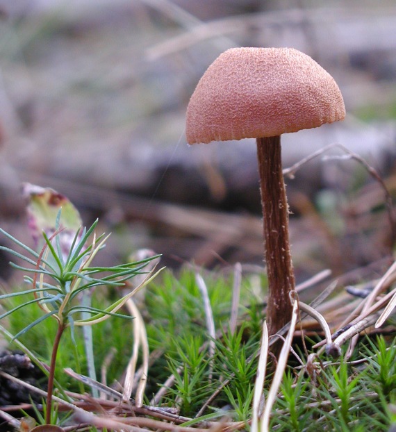 lakovka obyčajná Laccaria laccata (Scop.) Cooke