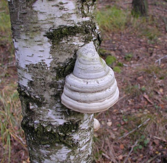 práchnovec kopytovitý Fomes fomentarius (L.) J.J. Kickx