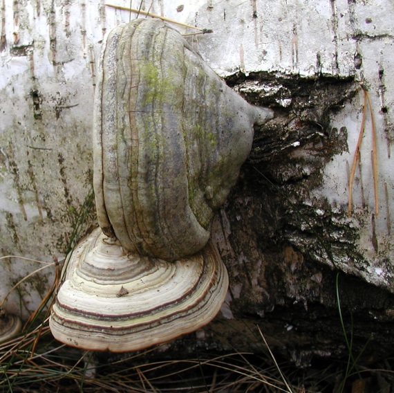 práchnovec kopytovitý Fomes fomentarius (L.) J.J. Kickx