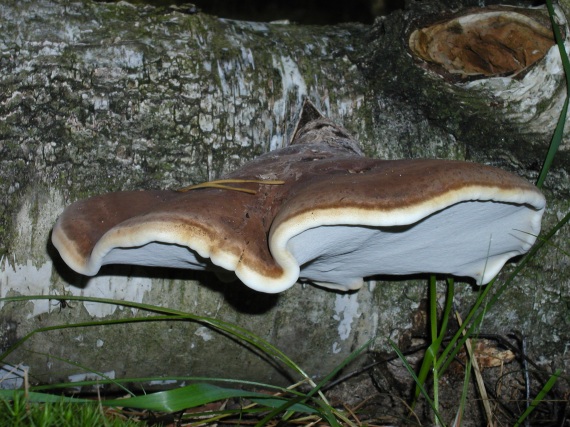 brezovník obyčajný Fomitopsis betulina (Bull.) B.K. Cui, M.L. Han & Y.C. Dai