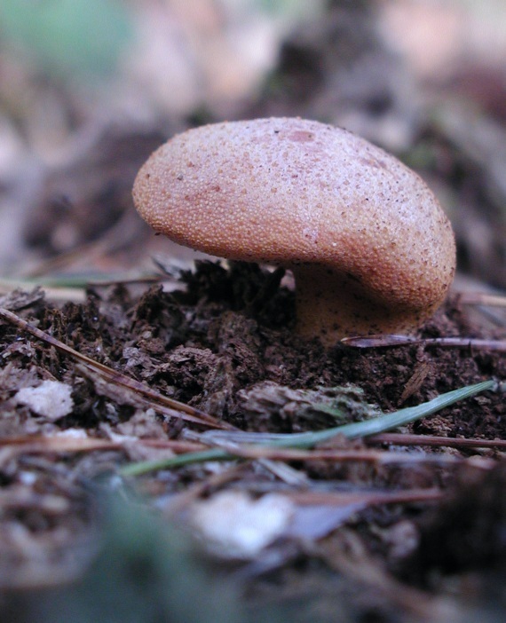 pečeňovec dubový Fistulina hepatica (Schaeff.) With.