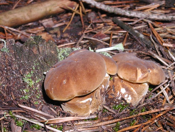 čechračka tmavohlúbiková Tapinella atrotomentosa (Batsch) Šutara