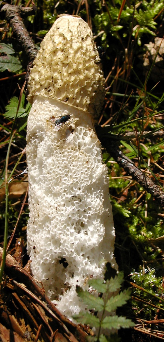 hadovka smradľavá Phallus impudicus L.