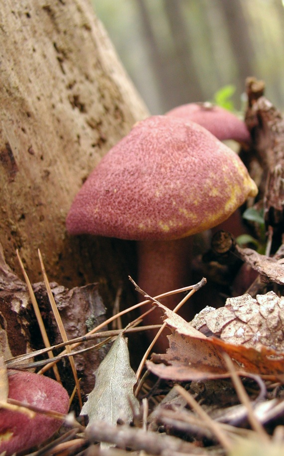 čírovec červenožltý Tricholomopsis rutilans (Schaeff.) Singer