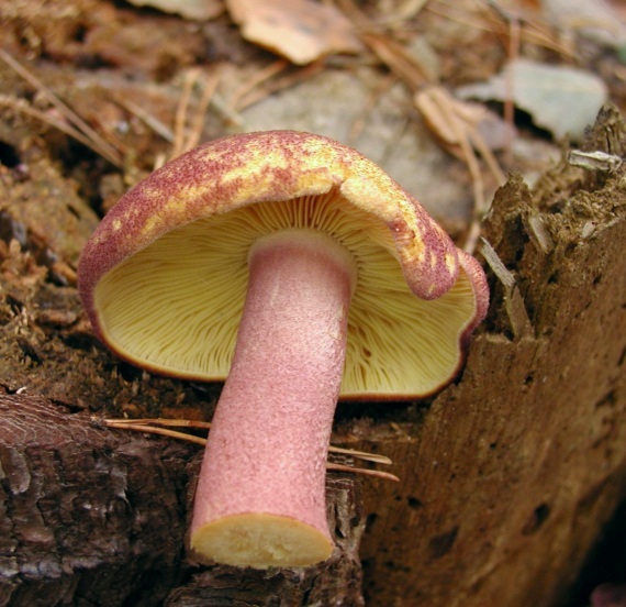 čírovec červenožltý Tricholomopsis rutilans (Schaeff.) Singer