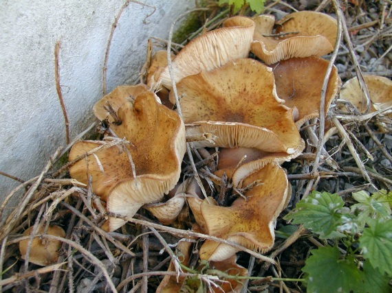 podpňovka Armillaria sp.