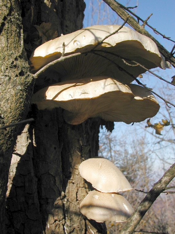 hliva dubová Pleurotus dryinus (Pers.) P. Kumm.