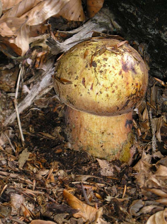 hríb Boletus sp.