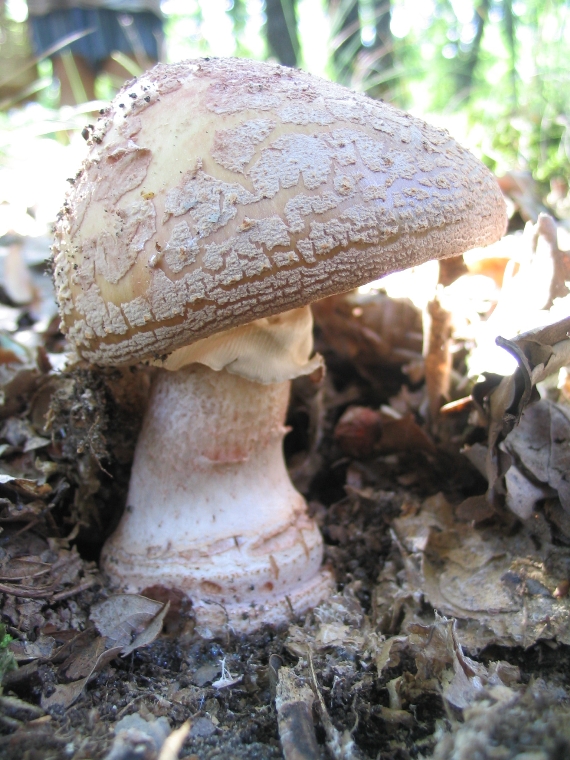 muchotrávka červenkastá Amanita rubescens Pers.