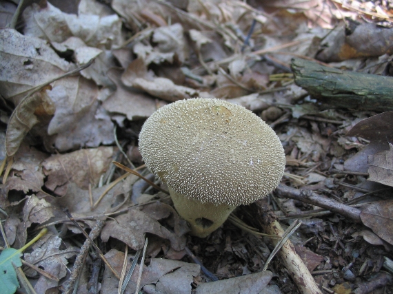 prášnica bradavičnatá Lycoperdon perlatum Pers.