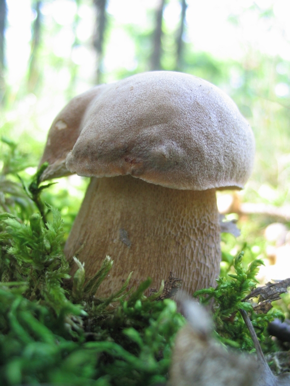 hríb dubový Boletus reticulatus Schaeff.